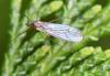 Trichocera sp.